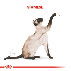 Royal Canin Siamese Siyam Kedilerine Özel Mama 2 Kg + Bez Çanta - Thumbnail