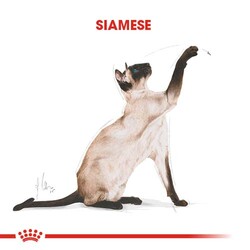 Royal Canin Siamese Siyam Kedilerine Özel Mama 2 Kg x 2 Adet + Bez Çanta - Thumbnail