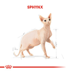 Royal Canin Sphynx Özel Irk Yetişkin Kedi Maması 2 Kg + 5 Adet Wooc Lolipop Ödül - 8