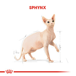 Royal Canin Sphynx Özel Irk Yetişkin Kedi Maması 2 Kg + Temizlik Mendili - Thumbnail