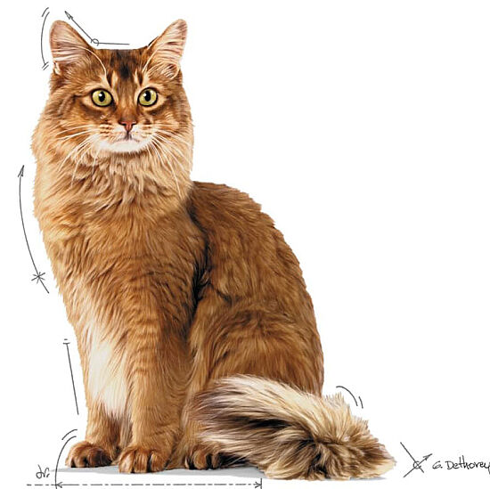 Royal Canin Pouch Light Weight Diyet Yaş Kedi Maması 85 Gr - 3