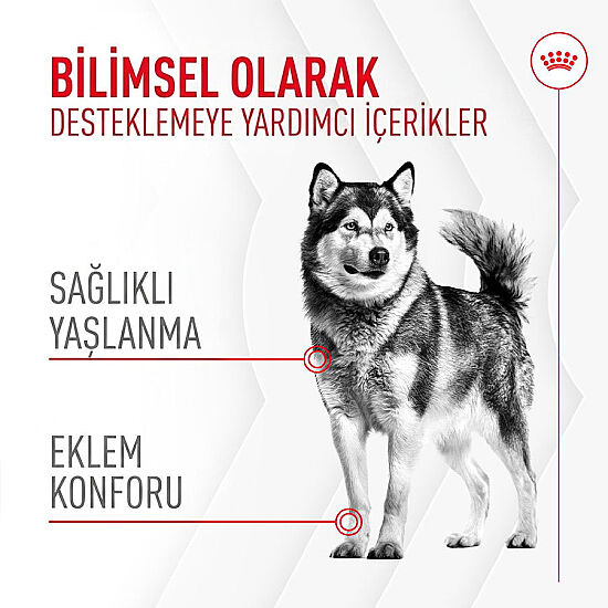 Royal Canin Chews Yetişkin Köpekler İçin Eklem ve Sağlıklı Yaşlanma Destekleyici Ödül Maması 240 Gr - 2