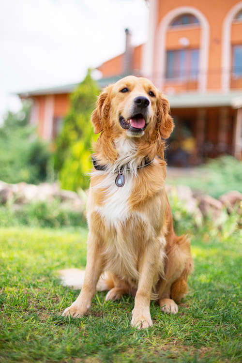 Tickless Ultrasonic Pet Kedi ve Köpek Bit Pire Uzaklaştırıcı Aparat