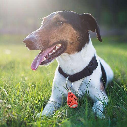 Tickless Ultrasonic Pet Kedi ve Köpek Bit Pire Uzaklaştırıcı Aparat