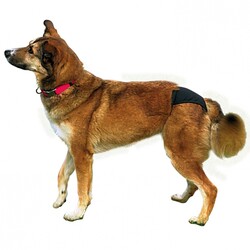 Trixie Hijyenik Köpek Külodu XL, 60 - 70 cm, Siyah - Thumbnail