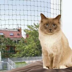 Trixie Kedi Cam Koruma Ağı 3 x 2 Mt Yeşil - Trixie