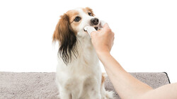 Trixie Kedi ve Köpek Diş Temizleme Mendili - Thumbnail