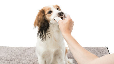 Trixie Kedi ve Köpek Diş Temizleme Mendili