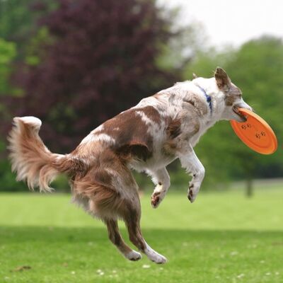 Trixie Köpek Agility Eğitim Frizbisi, 23 cm