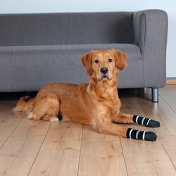 Trixie Köpek Çorabı, Kaymaz L - XL, 2 Adet - Thumbnail