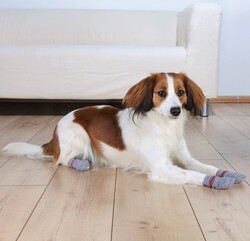 Trixie Köpek Çorabı M - L ( Golden Retriever ) - Thumbnail