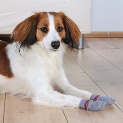Trixie - Trixie Köpek Çorabı Xxs - Xs ( Yorkshire Terrier ) (1)
