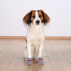 Trixie Köpek Çorabı Xxs - Xs ( Yorkshire Terrier ) - Thumbnail