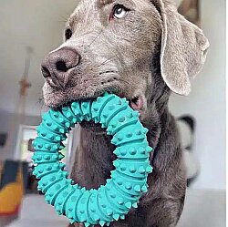 Trixie Köpek Diş Bakım Halka Oyuncağı 12 cm - 2