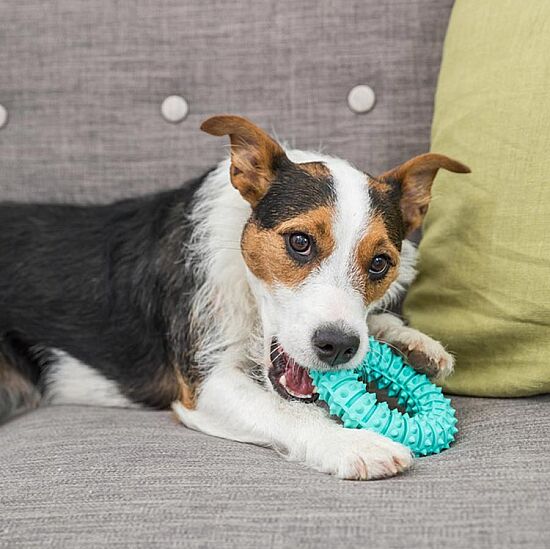 Trixie Köpek Diş Bakım Halka Oyuncağı 12 cm - 4