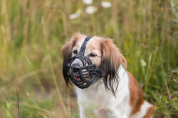 Trixie Köpek Esnek Silikon Köpek Ağızlığı, L - Thumbnail