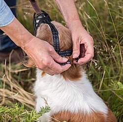 Trixie Köpek Esnek Silikon Köpek Ağızlığı, L - 5