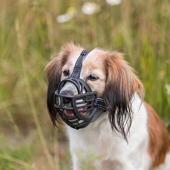 Trixie Köpek Esnek Silikon Köpek Ağızlığı, L - 6