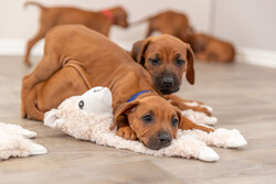 Trixie Köpek Oyuncağı, Peluş Lama, 40 Cm - Thumbnail