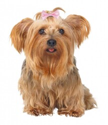 Trixie Köpek Saç Tokası 4 x 5,5 Cm (10 Adet) - Thumbnail