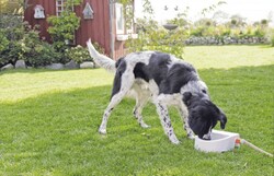 Trixie Köpek ve Kedi Suluğu 1,5 Lt (24 x 10 x 23 Cm) - Thumbnail