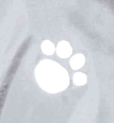 Trixie Köpek Yağmurluk, M:46cm, Transparan/Şeffaf, Siyah Biyeli