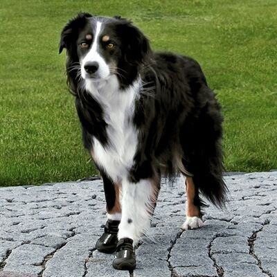 Trixie Köpek Yürüyüş Botu, 2 Adet, Xs, Siyah