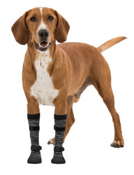 Trixie Yumuşak Köpek Çizmesi L - XL 2 Adet Siyah - Gri - Trixie